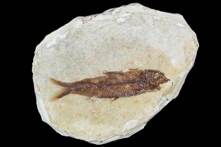 Fossil Fish (Knightia) - With Display Case #105588